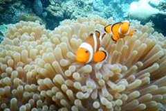 Pulau-Weh-Aceh-scaled