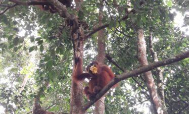 Full day Tour Bukit lawang start from Medan