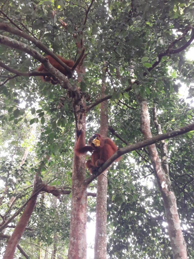 Full day Tour Bukit lawang start from Medan