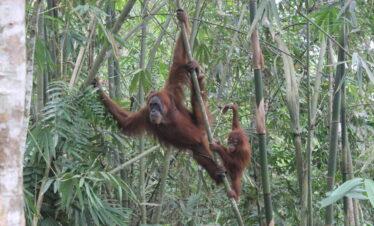 wisata bukit lawang