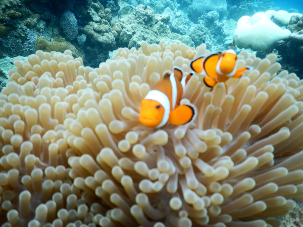 PAKET TOUR BANDA ACEH – SABANG 4D3N