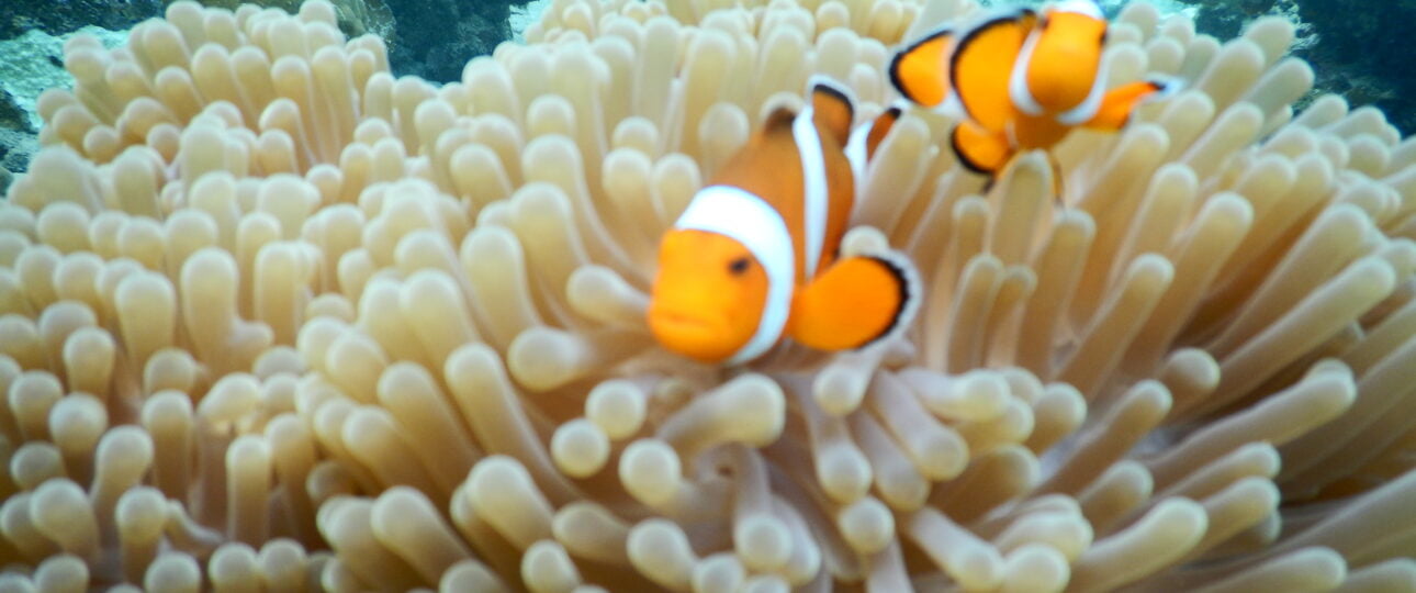 PAKET TOUR BANDA ACEH – SABANG 4D3N