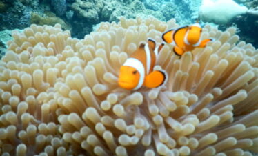 PAKET TOUR BANDA ACEH – SABANG 4D3N