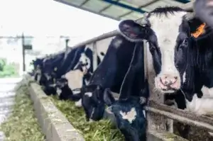 study tour 3h2m berastagi gundaling farmstead