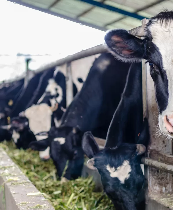 study tour 3h2m berastagi gundaling farmstead