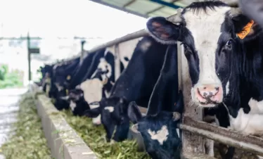 3h2m study tour Berastagi Gundaling Farmstead